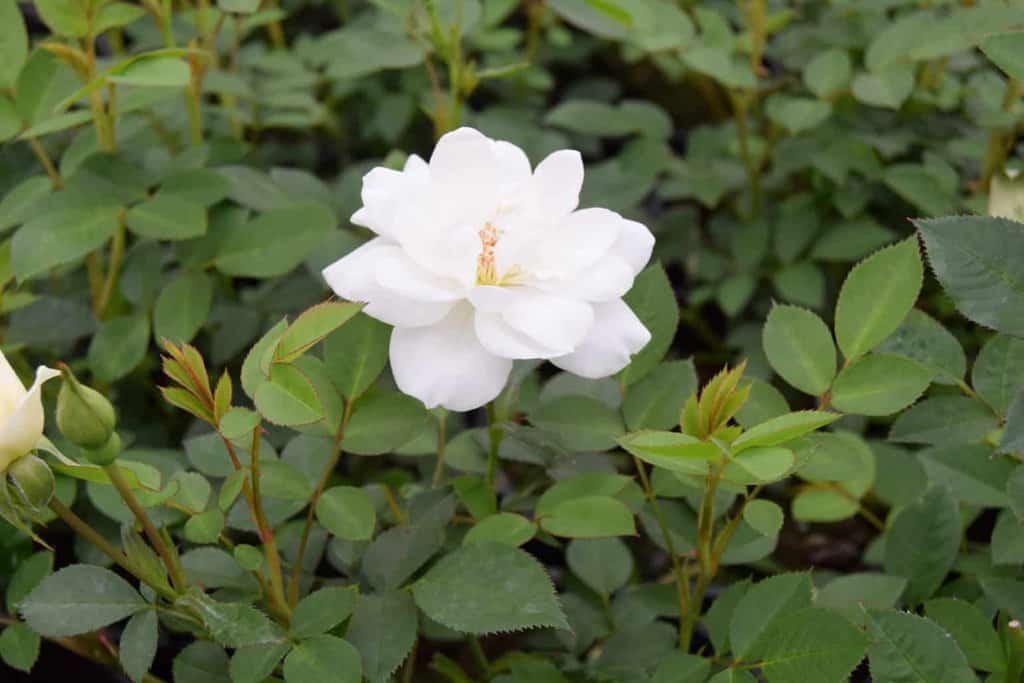 Rosa Kent ® 15-20 cm